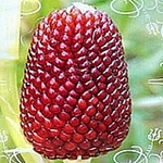 nvzhuang