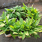 nvzhuang